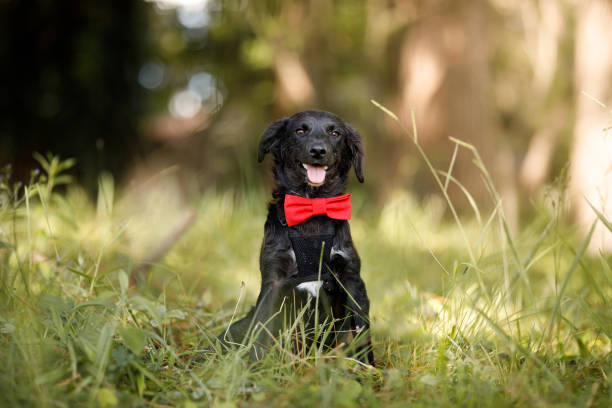 Black puppy portrait with bow tie