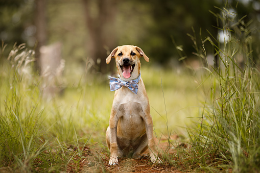 Portrait of yellow dog with bow tie