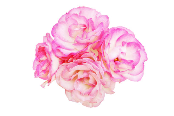istock Blooming Pink Rose Flowers Isolated on White Background 1199488561