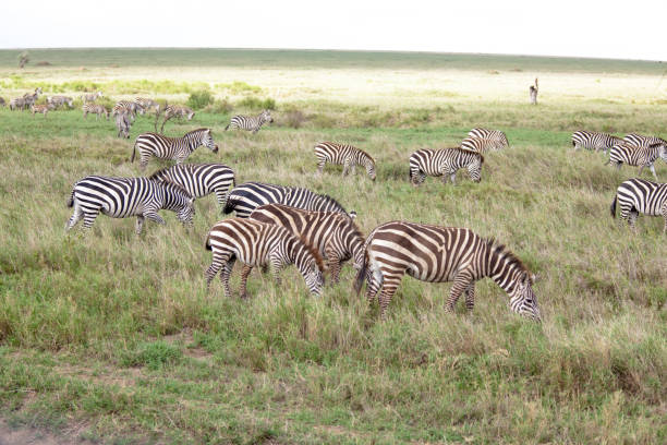 istock Group of  african zebras eating grass 1199489242