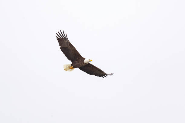 istock Bald Eagle in Iowa City, IA 1199489820