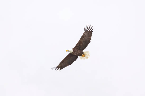 istock Bald Eagle in Iowa City, IA 1199489829