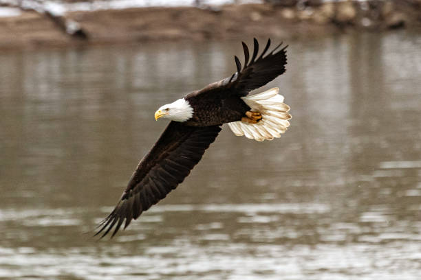 istock Bald Eagle in Iowa City, IA 1199489868