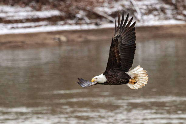 istock Bald Eagle in Iowa City, IA 1199489876