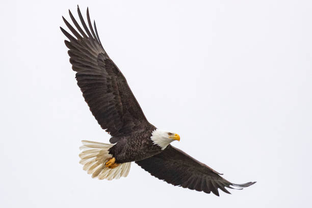 Bald Eagle in Iowa City, IA stock photo