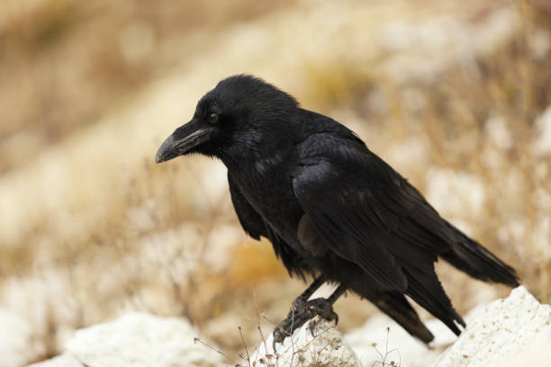 istock Common raven - Corvus corax - often symbol in mythology 1199489896