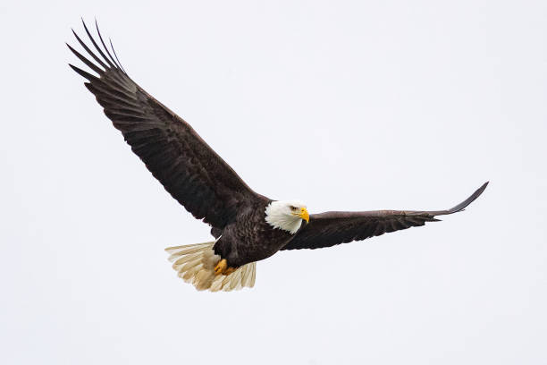 istock Bald Eagle in Iowa City, IA 1199489954