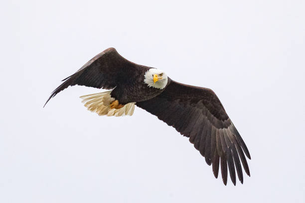Bald Eagle in Iowa City, IA