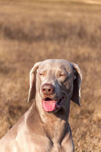 portret weimaranera. zbliżenie psa myśliwskiego. lojalny przyjaciel. szef weimaraner. - weimaraner dog animal domestic animals zdjęcia i obrazy z banku zdjęć