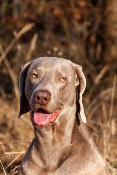 retrato de weimaraner. close-up de um cão de caça. amigo leal. chefe de weimaraner. - weimaraner dog animal domestic animals - fotografias e filmes do acervo