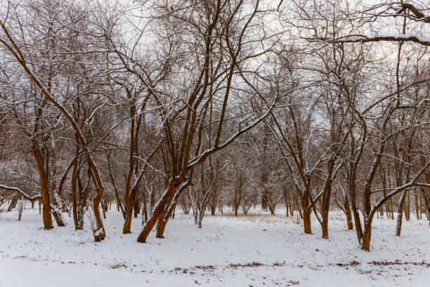 istock Winter landscape. Trees and bushes are covered with snow. 1199491648