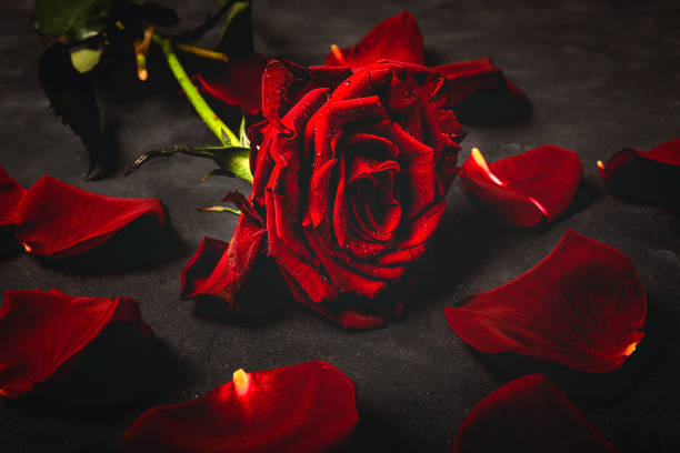 istock Composition of red roses and gift boxes 1199491812