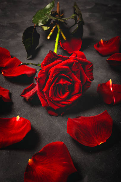 istock Composition of red roses and gift boxes 1199491820