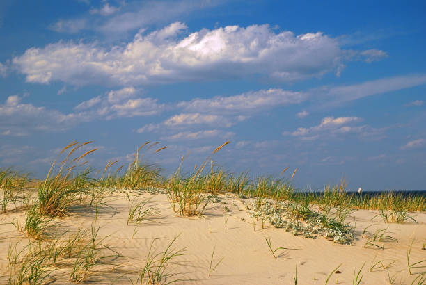 Grasses grow on sand dunes