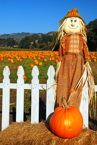 A scarecrow and pumpkin stand at the entrance of a pumpkin patch in Half Moon Bay, California
