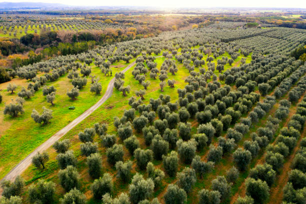 istock Aerial view of footpath amongst olive trees 1199493023
