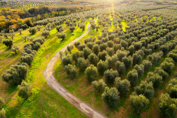 Aerial view of footpath amongst olive trees