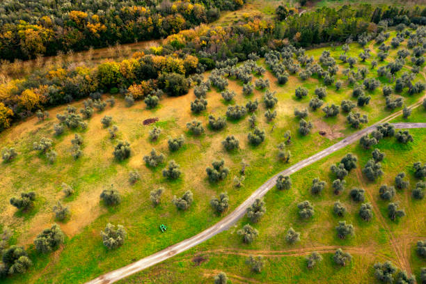 Aerial view of footpath amongst olive trees