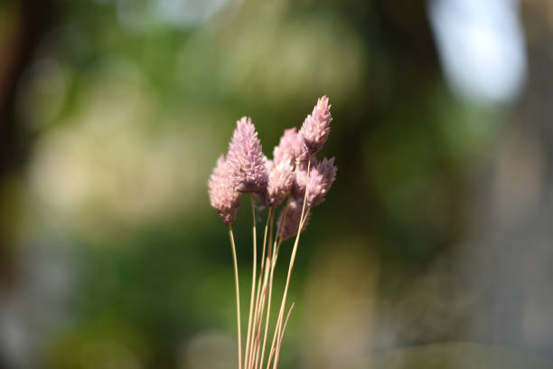 istock The purple reds is downy 1199493522