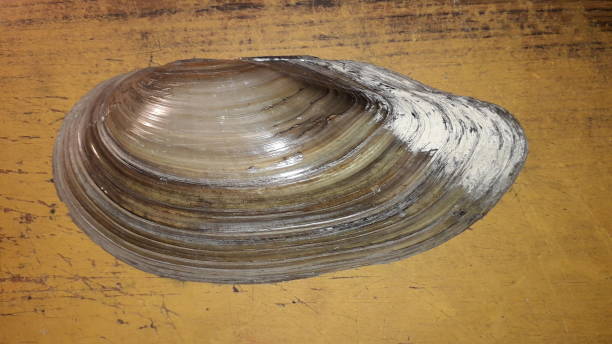 istock Sea ocean shell on a wooden brown the table 1199494094