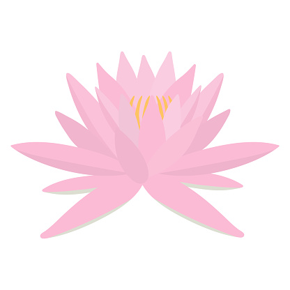 Pink lotus flower. Isolated on white. Vector illustration.