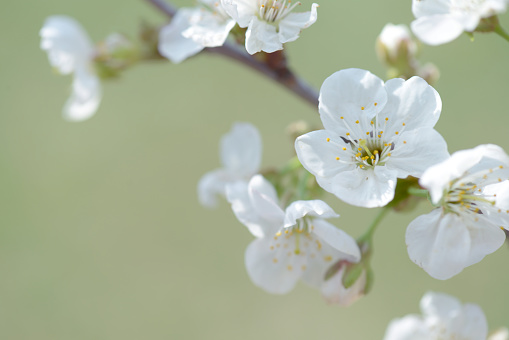 Closeup of blossoms of a wayfaring tree (Viburnum lantana) in springtime, Vienna (Austria)