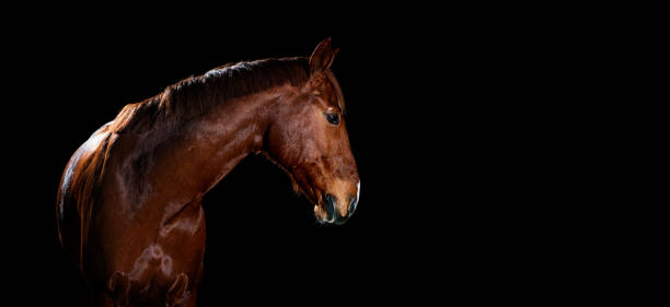 ritratto di cavallo su sfondo nero - head quarters foto e immagini stock