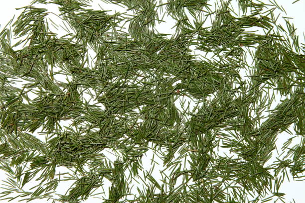 Soft focused young Pine buds. Pinus sylvestris, pinus nigra, branches of mountain pine. Pinus tree on a sunny day with the backlight of sun
