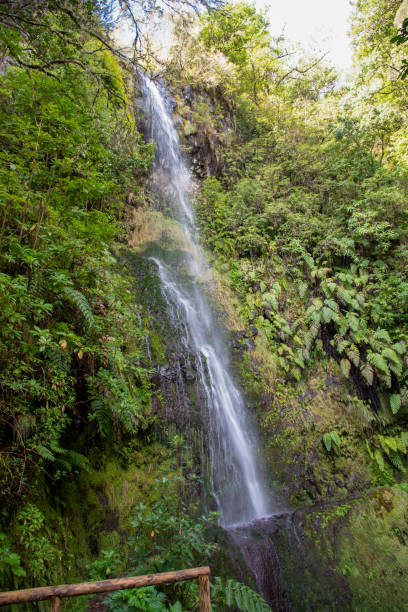 istock Hiking on the Levada do Caldeirao Verde. 1199495930