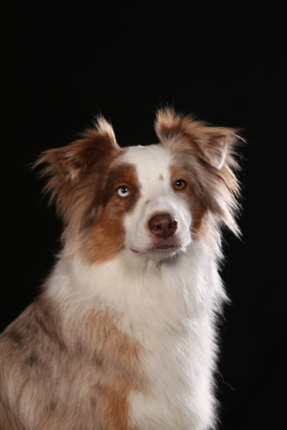 istock Dogs shot in Studio on black and natural backgrounds. 1199496256
