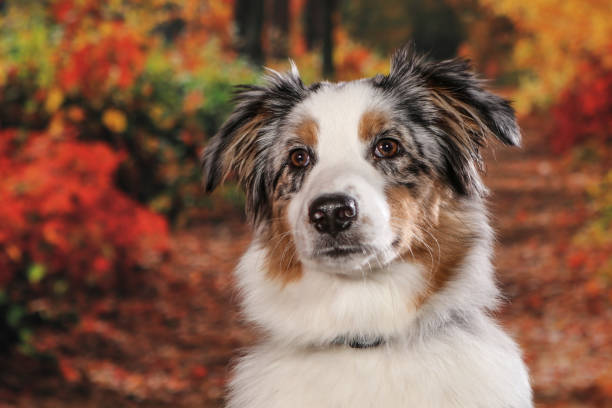 istock Dogs shot in Studio on black and natural backgrounds. Posing and 1199497462