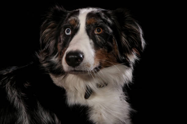 istock Dogs shot in Studio on black and natural backgrounds. Posing and 1199497490