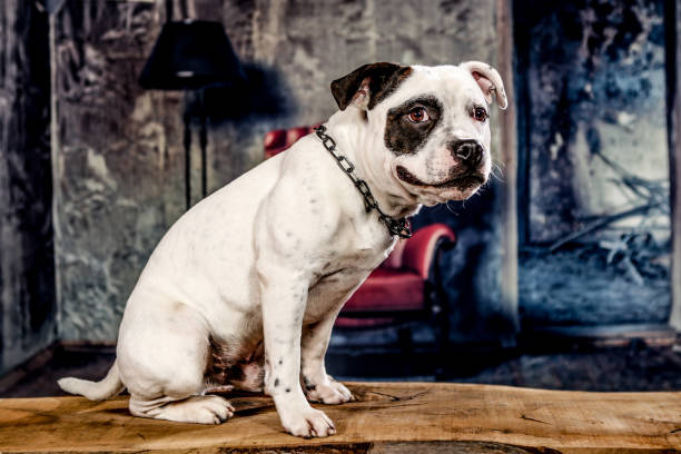 istock Dogs shot in Studio on black and natural backgrounds. Posing and 1199497715