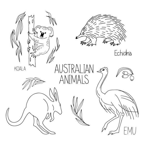 hand gezeichnet vektor illustration tier von australien echidna, känguru, koala, strauß emu, schriftzug isoliert auf weißem hintergrund. - koala australia animal isolated stock-grafiken, -clipart, -cartoons und -symbole