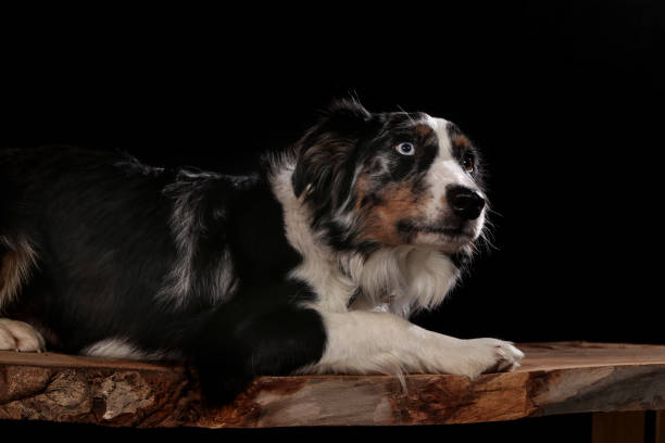 istock Dogs shot in Studio on black and natural backgrounds. Posing and 1199497803