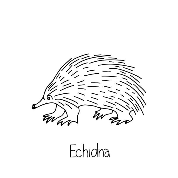 hand gezeichnet vektor illustration tier von australien echidna, schriftzug isoliert auf weißem hintergrund. - koala australia animal isolated stock-grafiken, -clipart, -cartoons und -symbole