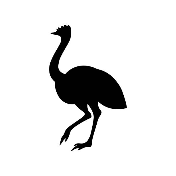 Hand drawn vector silhouette illustration animal of Australia ostrich Emu isolated on white background. Hand drawn vector silhouette illustration animal of Australia ostrich Emu isolated on white background. Wild life and fauna. Best for books, cards, posters, sites, logo, stickers, magazines, ostrich silhouette stock illustrations