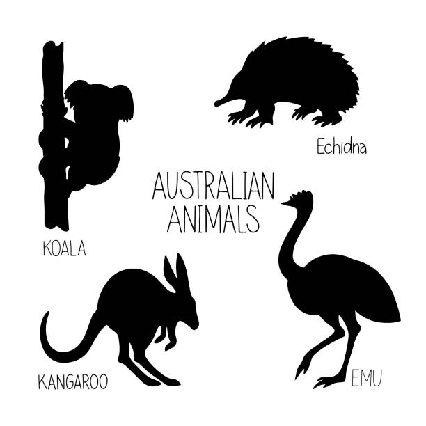 Hand drawn vector illustration animal of Australia silhouette echidna, kangaroo, koala, ostrich Emu, lettering isolated on white background. Hand drawn vector illustration animal of Australia silhouette echidna, kangaroo, koala, ostrich Emu, lettering isolated on white background. Wild life and fauna. Best for children's books, cards, posters, sites ostrich silhouette stock illustrations