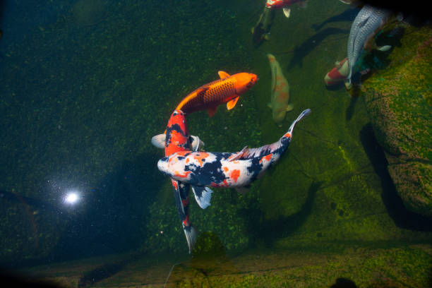 istock expensive koi fish in outdoor pond 1199498107
