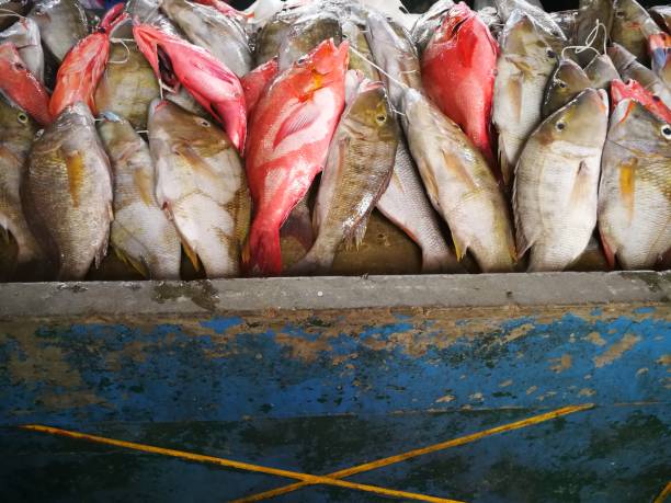 istock Raw fish in the market 1199498240