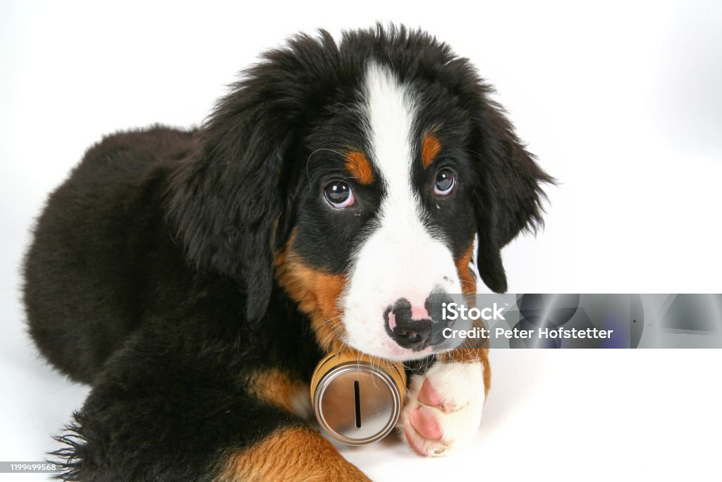 Rescue Dog With Whiskey Barrel Stock Photo - Download Image Now - Accidents  and Disasters, Alcohol - Drink, Animal - iStock