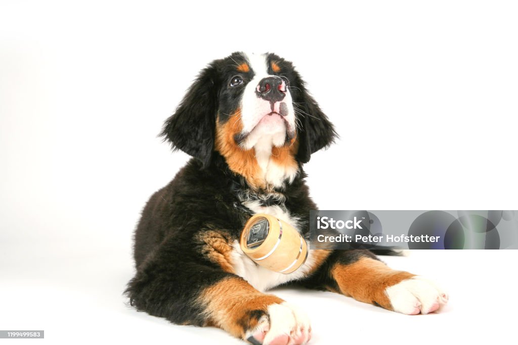 Rescue Dog With Whiskey Barrel Stock Photo - Download Image Now - Accidents  and Disasters, Alcohol - Drink, Animal - iStock