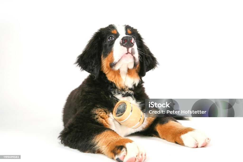 Rescue Dog With Whiskey Barrel Stock Photo - Download Image Now - Accidents and Disasters, Alcohol - Drink, Animal - iStock Rescue Dog With Whiskey Barrel Stock Photo - Download Image Now - Accidents and Disasters, Alcohol - Drink, Animal - iStock