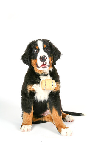 Rescue Dog With Whiskey Barrel Stock Photo - Download Image Now -  Avalanche, Dog, Mountain - iStock