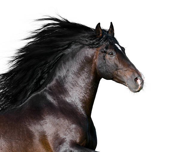 istock bay horse isolated 119949971