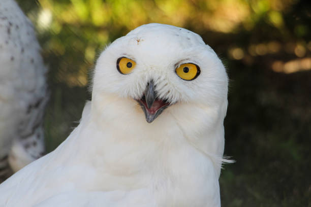istock white owl with piercing yellow eyes 1199499914