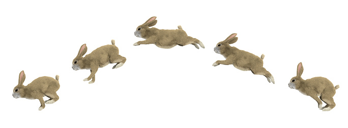 ciclo de salto de un conejo photo