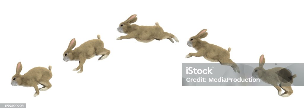 Jumping Cycle Of A Rabbit Stock Photo - Download Image Now - Rabbit - Animal,  Jumping, Baby Rabbit - iStock