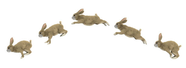 jumping cycle of a rabbit jumping cycle of a rabbit rabbit animal photos stock pictures, royalty-free photos & images