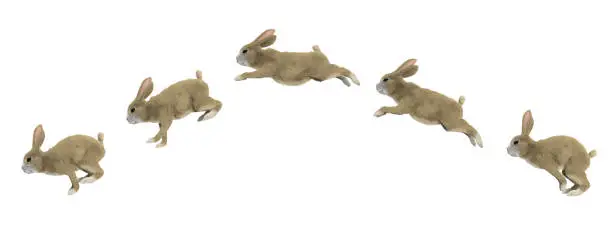 Photo of jumping cycle of a rabbit
